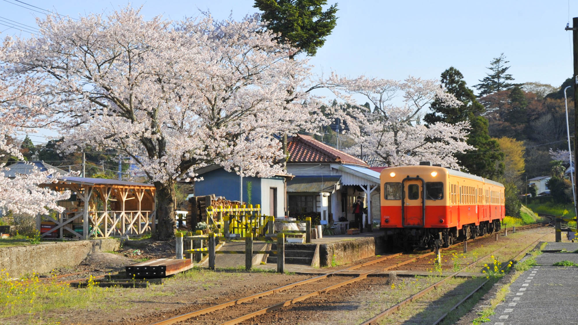 ・【小湊鉄道：里見駅】大正レトロな雰囲気を感じさせる駅舎。春は桜との共演が楽しめます