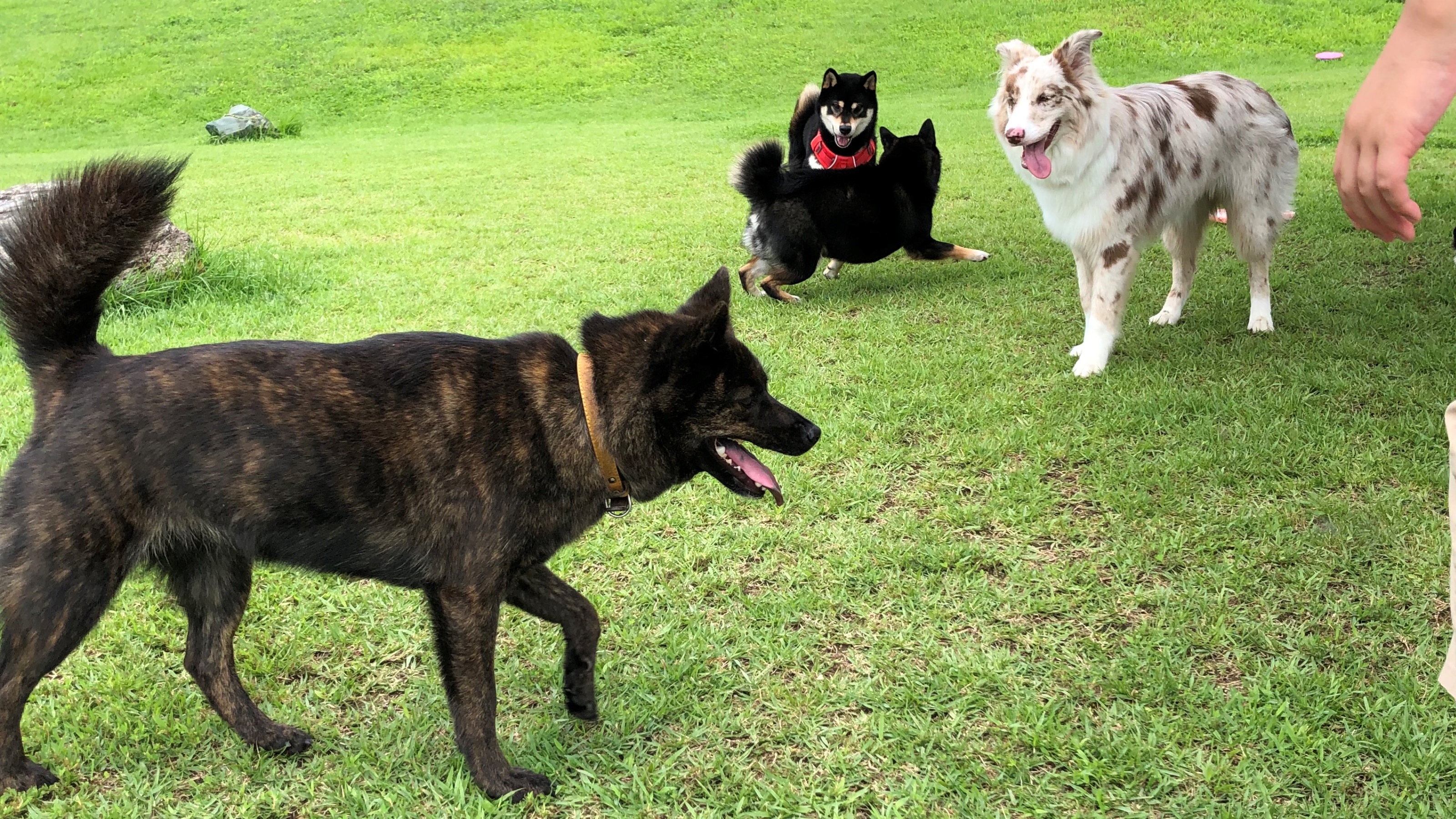 ★当館から車で15分ドッグラン（現在休業中）