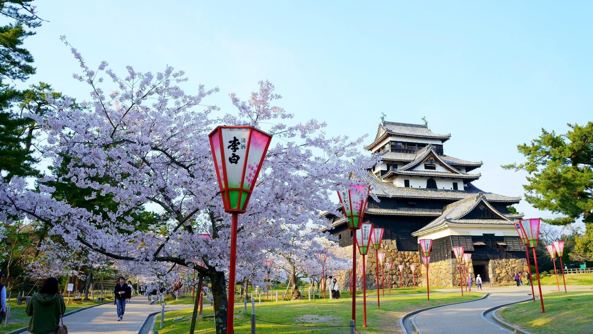 【松江城】松江城山公園には約180本の桜があります。