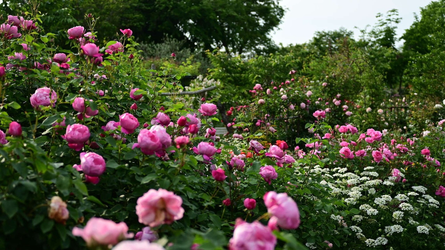 【お子様30％OFF】大神ファーム入場券×ガーデナーとの散策を満喫！オールインクルーシブ・夕朝食付