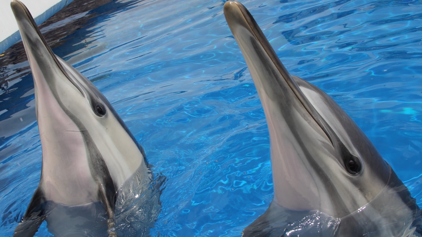 【お子様特典付】水族館「うみたまご」入場券＆オールインクルーシブステイ＜夕朝食＞