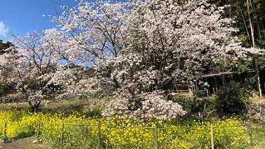 【魚見桜】日出町に春の訪れを告げる桜／例
