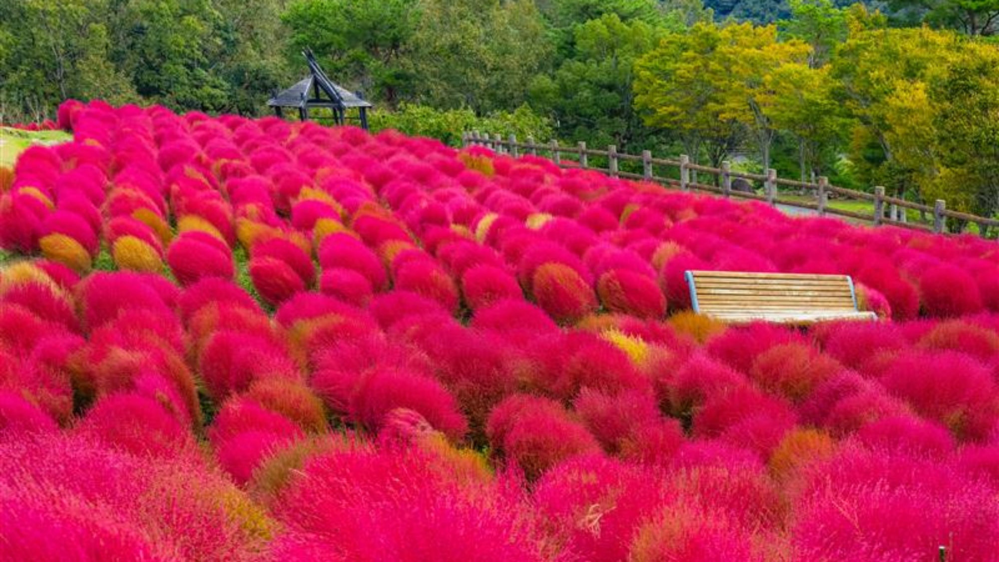 るるパークのコキア