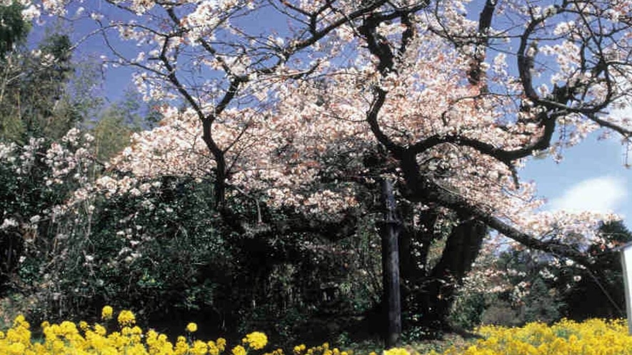 【魚見桜】日出町に春の訪れを告げる桜／例