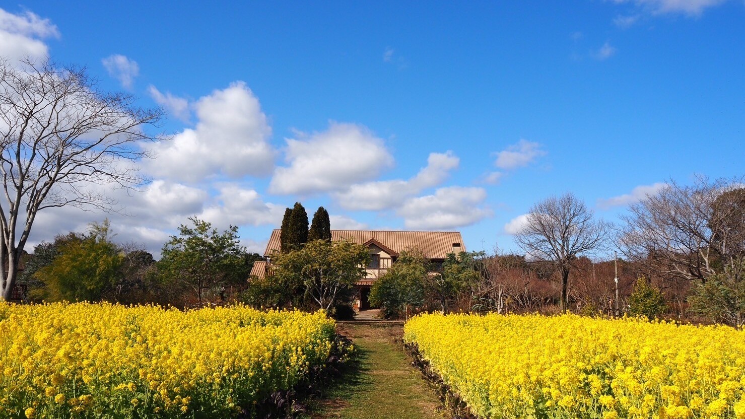 【大神ファーム】菜の花