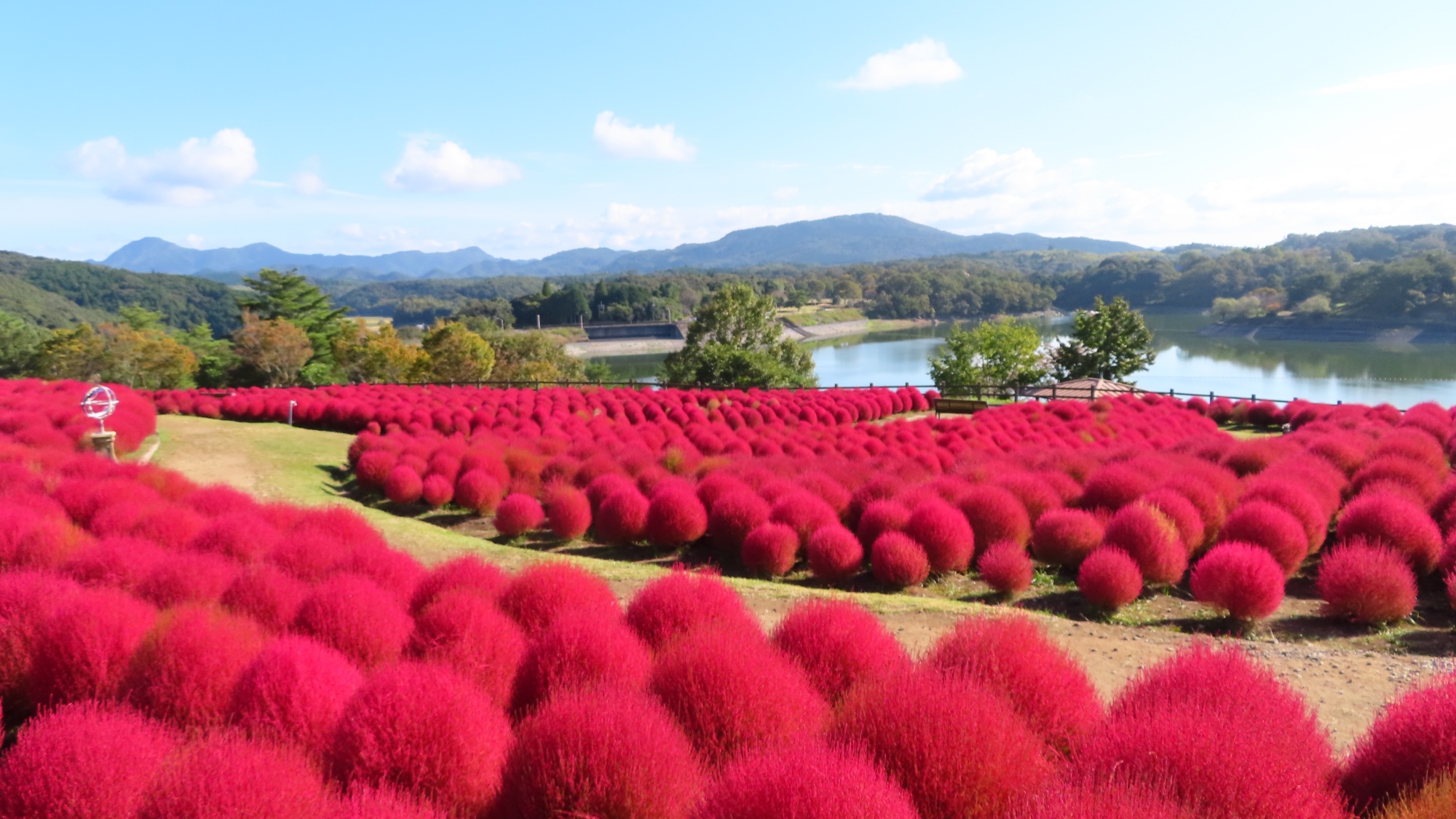 るるパークのコキア
