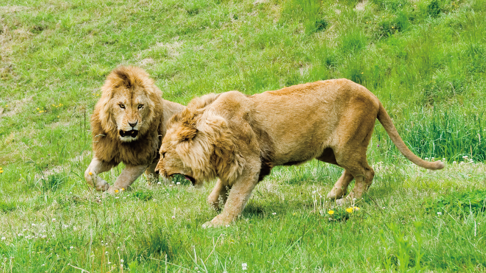 【アフリカンサファリ】百獣の王と呼ばれるライオンは必見！