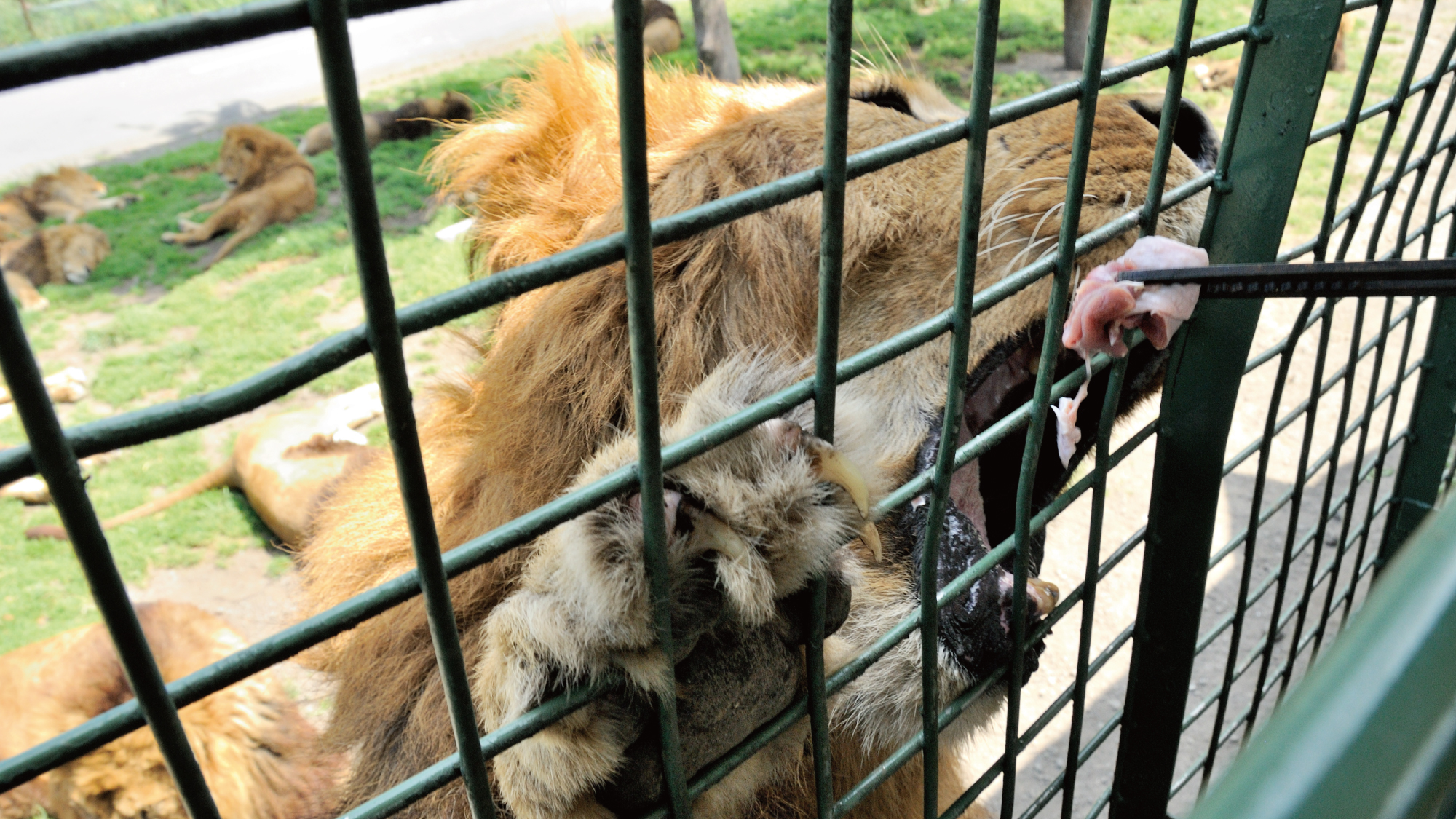 【アフリカンサファリ】ジャングルバスでは、直接動物達にえさを与えることが出来ます（別料金）