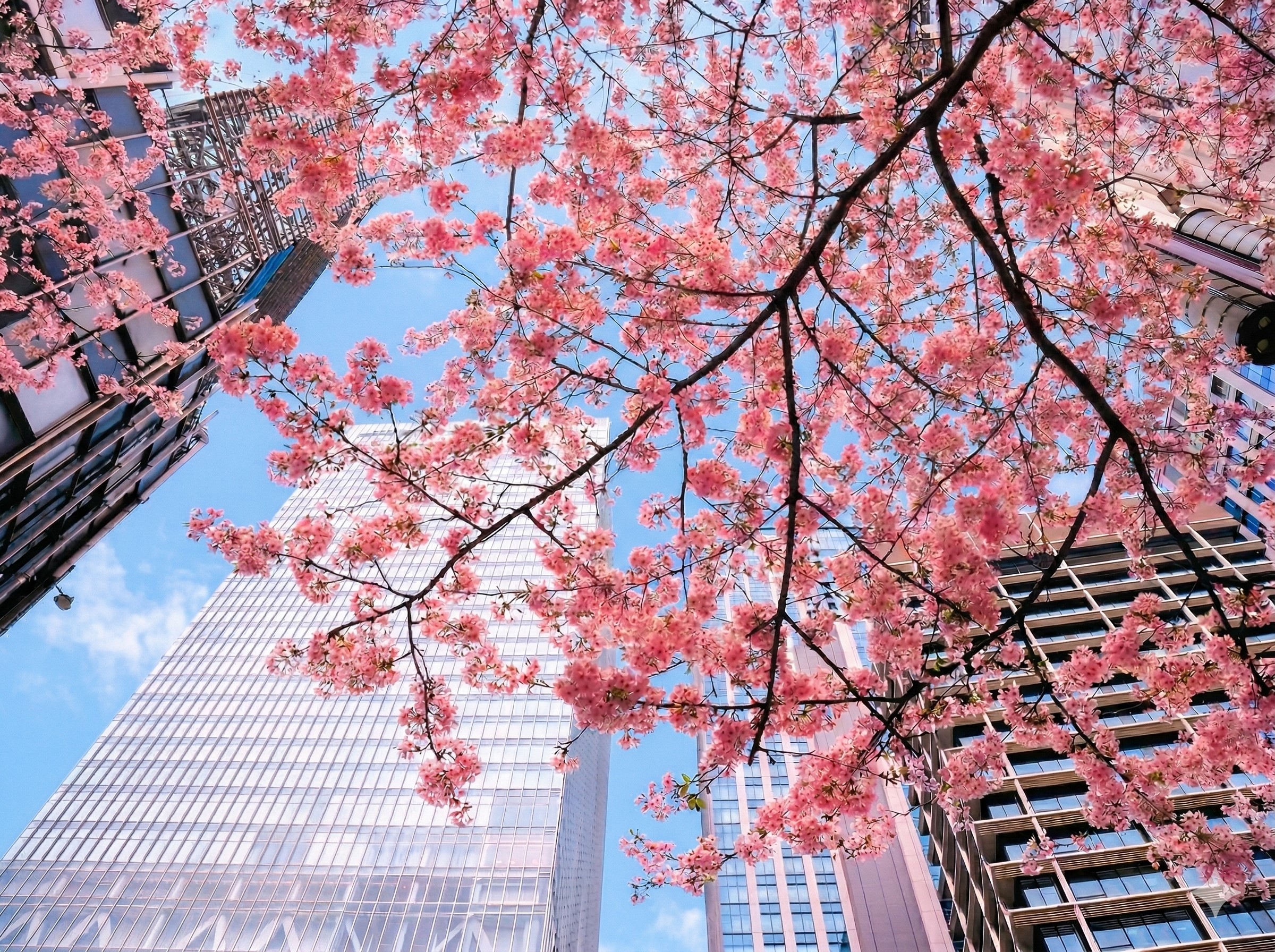 八重洲さくら通り