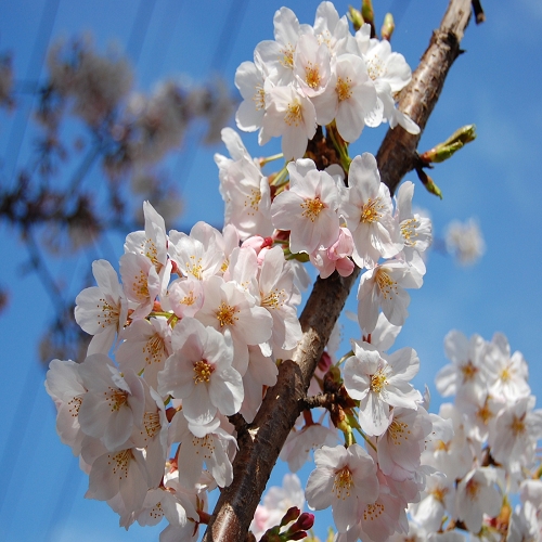 【筑波大学入試】受験生プラン！　◆シングルルーム◆《朝食+夕食+送迎付き》　◎現金特価◎　