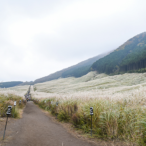 *【周辺】仙石原すすき～黄金色の穂が揺れ美しい景色が広がります