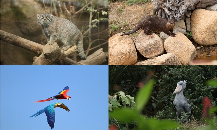 【神戸どうぶつ王国】子供から大人まで！花と動物と人とのふれあいテーマパーク★入園券・朝食付きプラン