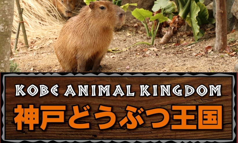 【神戸どうぶつ王国】子供から大人まで！花と動物と人とのふれあいテーマパーク★入園券・朝食付きプラン