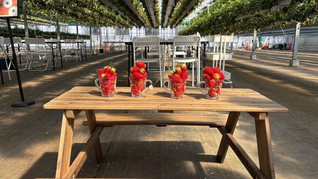 【いちご狩り体験】「ケロケロの杜」で30分食べ放題＆お土産カップ付＜夕朝食付＞