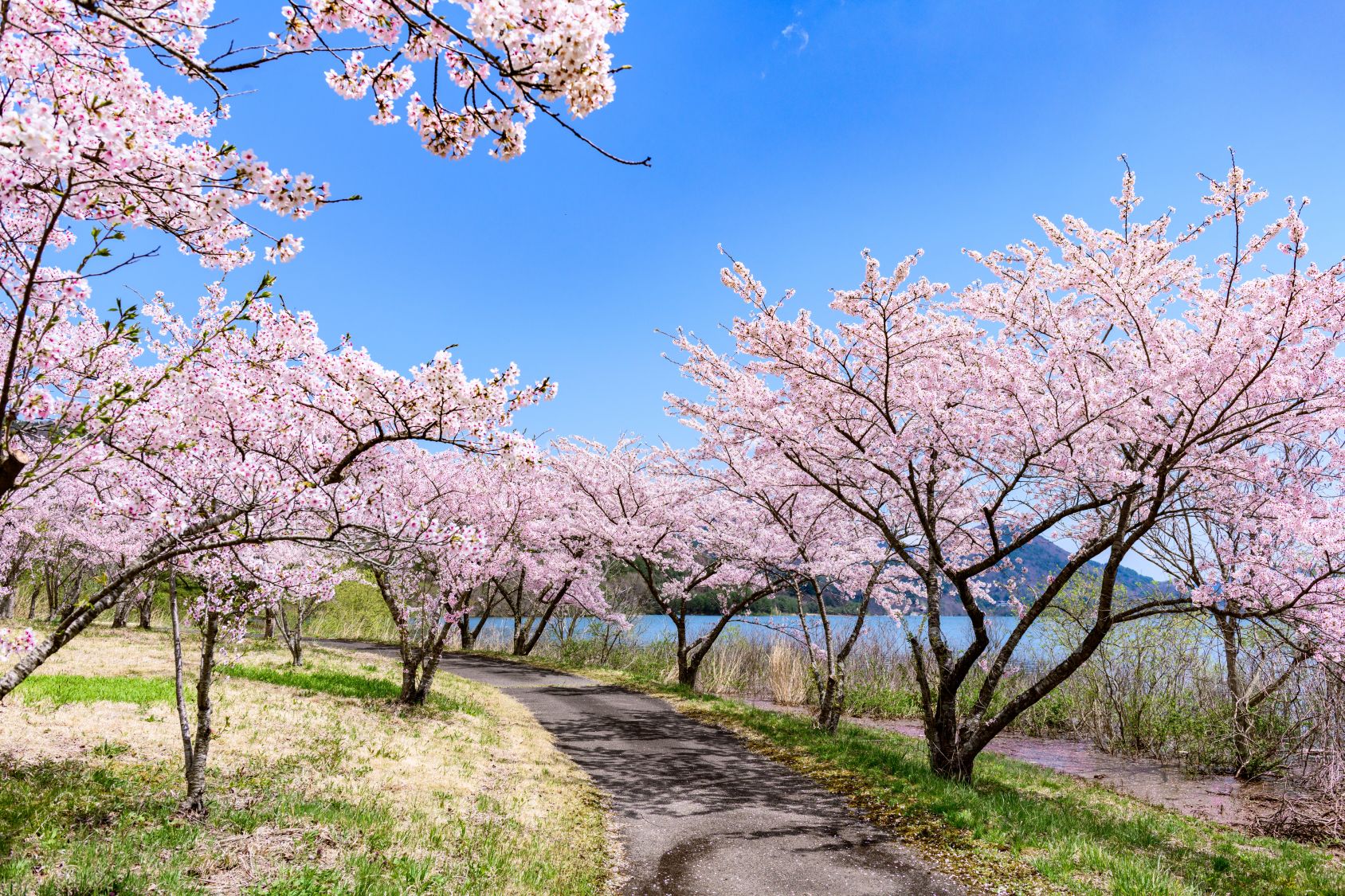 七ヶ宿ダム自然休養公園（お車で約40分）