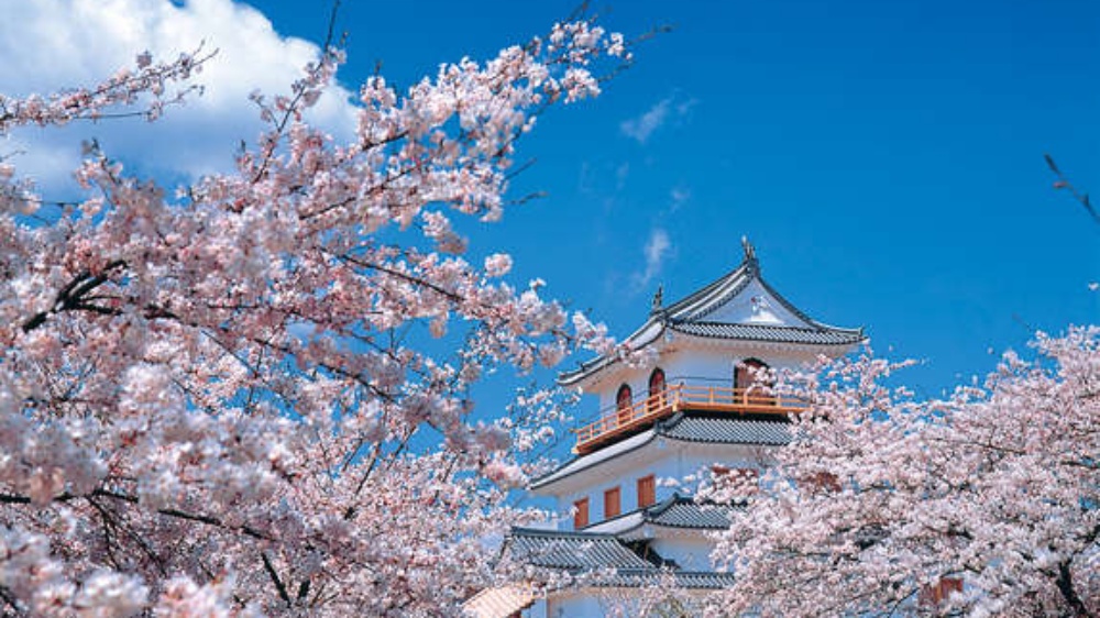 白石城の春の風景です。満開の桜とお城の景色は写真映え間違いなし！
