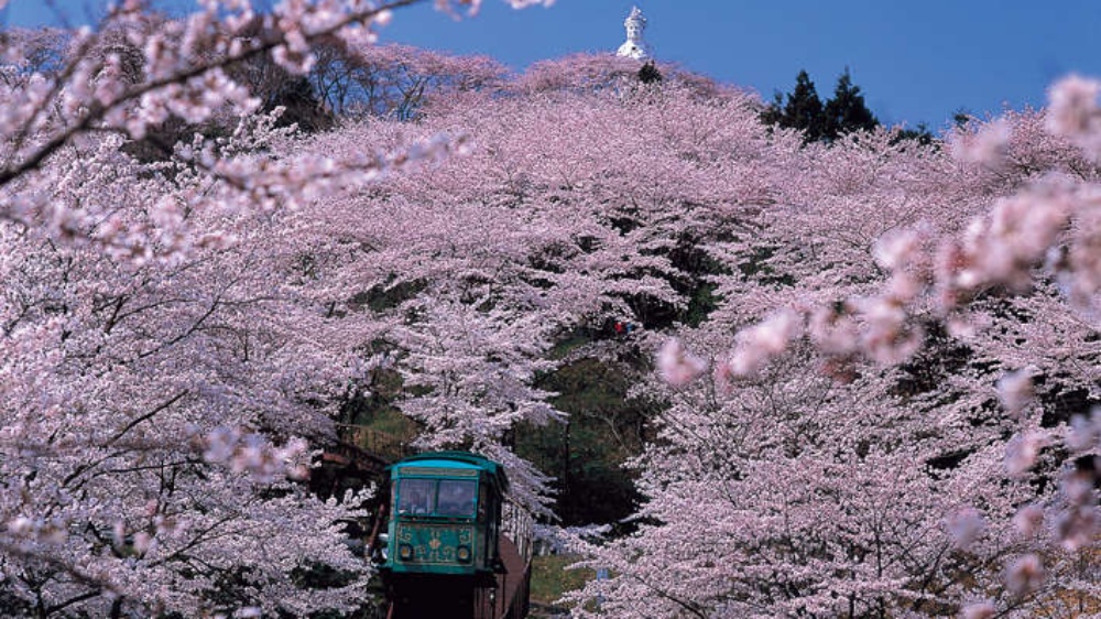 船岡城址公園の桜船岡平和観音像の立つ山頂からの眺めは絶景です。
