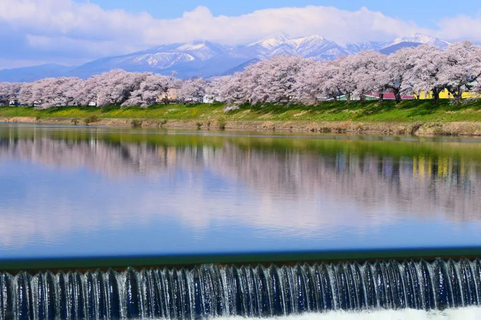 白石川堤一目千本桜（お車で約40分）