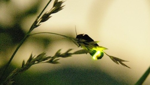 6月中旬～下旬にかけて当館すぐそば（徒歩1分）白鳥路にて天然のホタルをご覧いただけます。