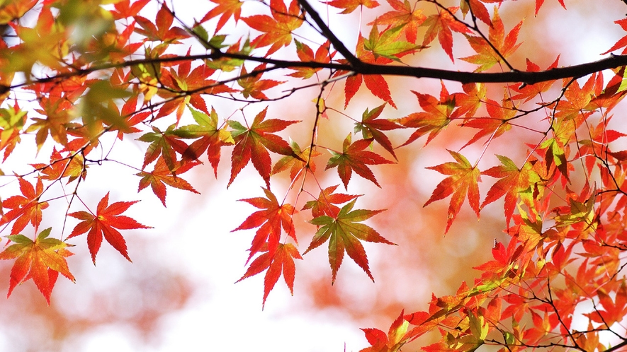 【秋】 兼六園内の紅葉（10月下旬）