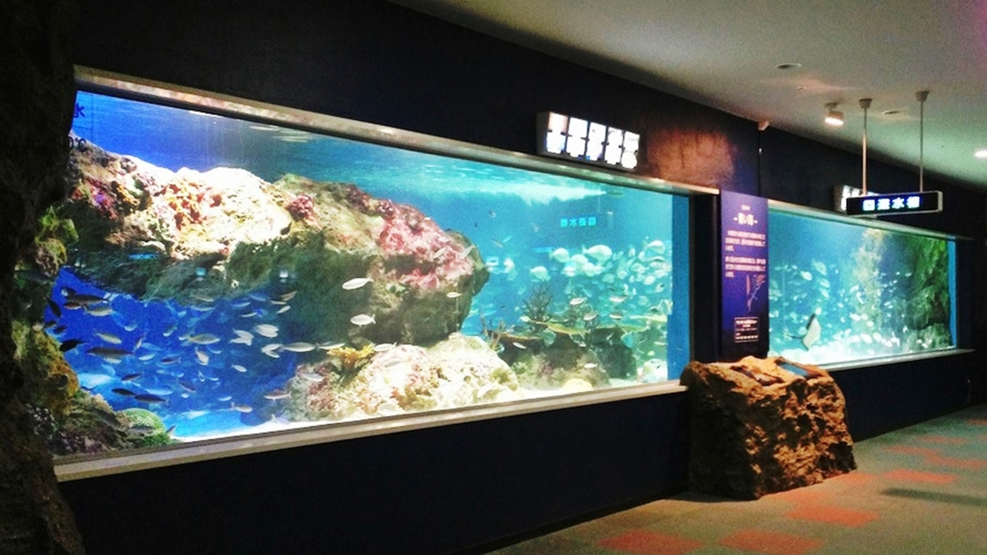 サンピアザ水族館「回遊水槽」