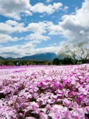 芝桜まつり