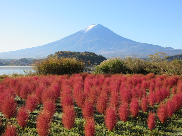 河口湖コキアの紅葉