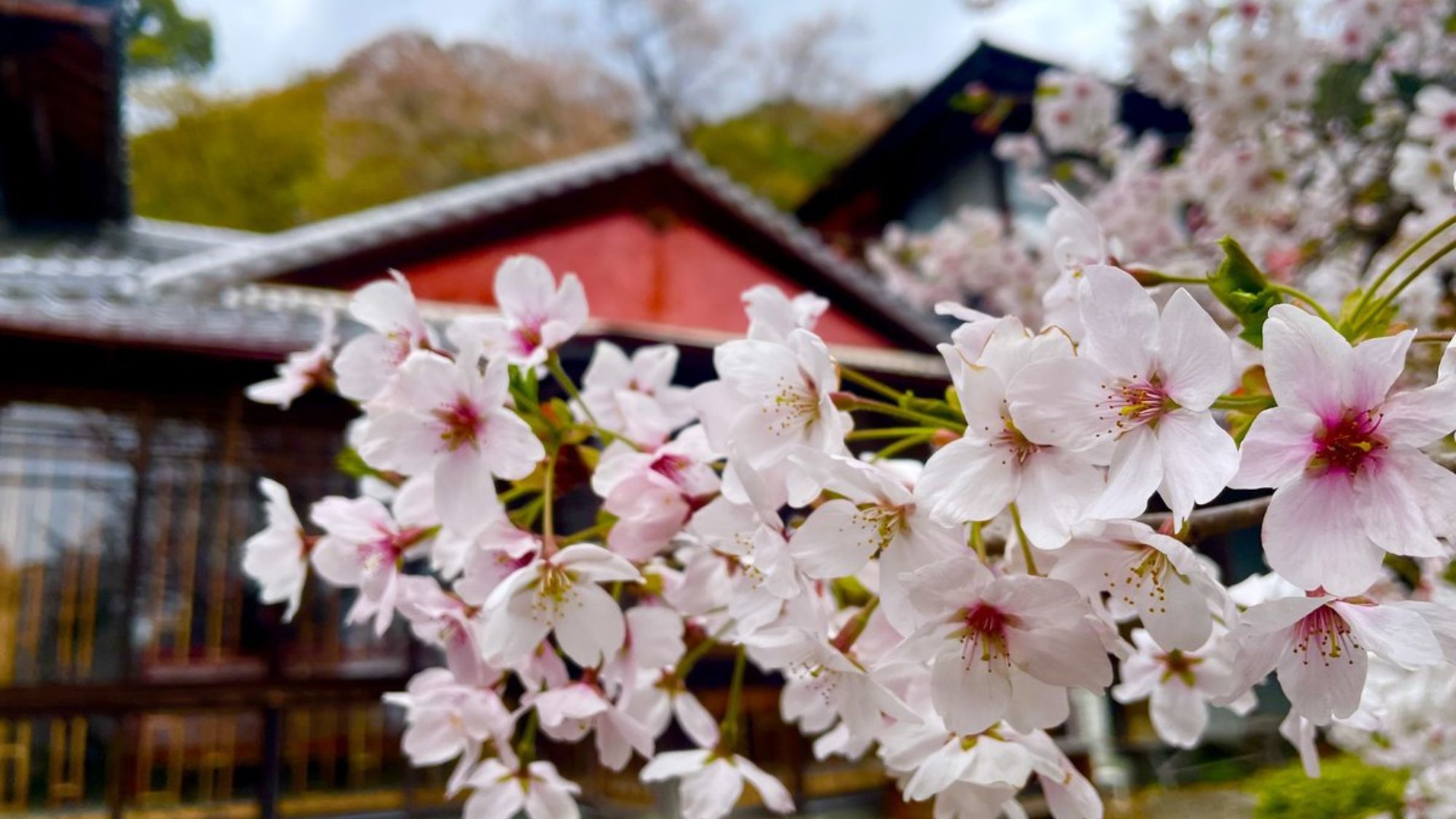 桜越しの千歳楼