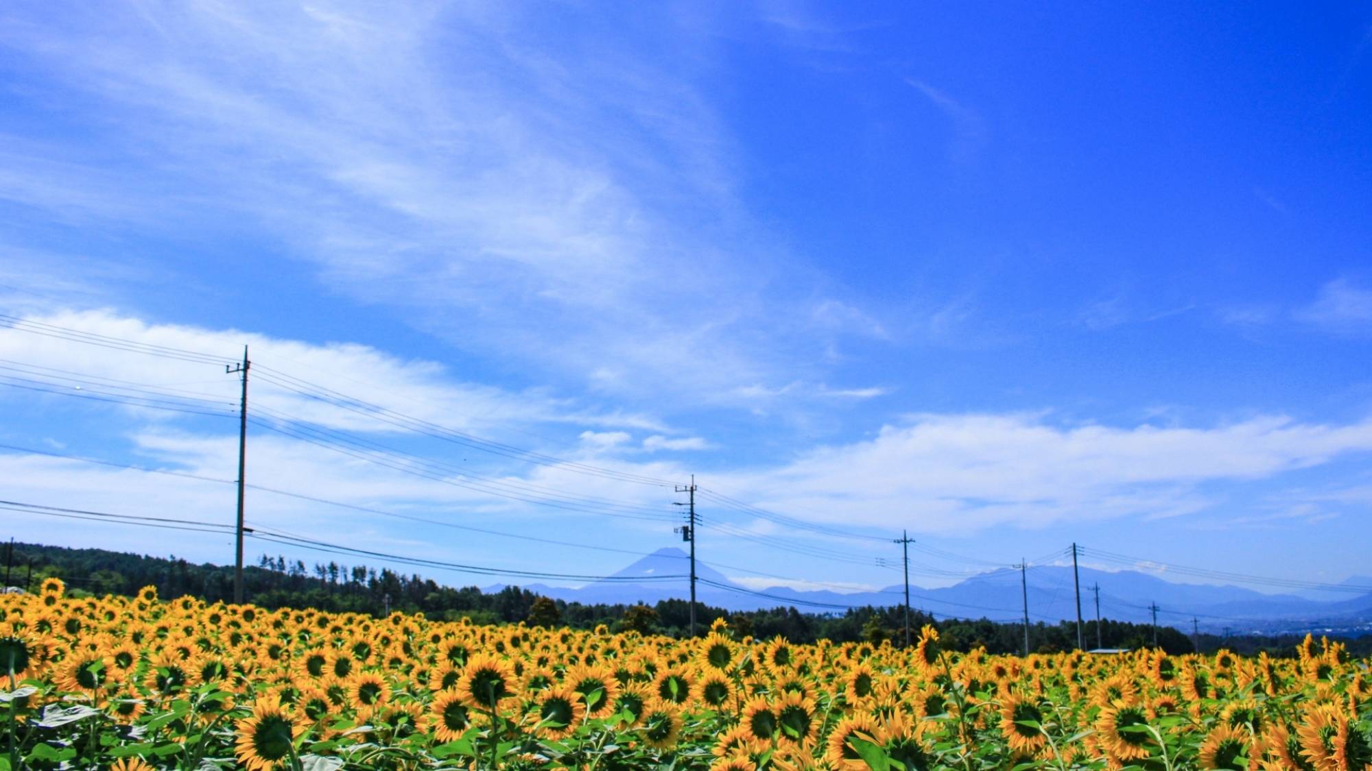 日照時間日本一の明野に広がるひまわり畑。南アルプス山脈・富士山などの山々を背景に一面に咲き誇ります。