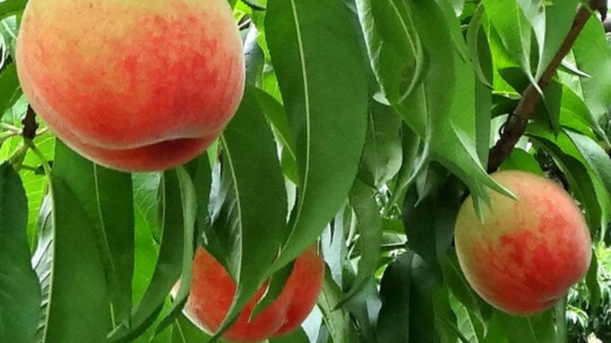  日本一の生産量を誇る山梨の桃！もぎたてを味わう贅沢♪