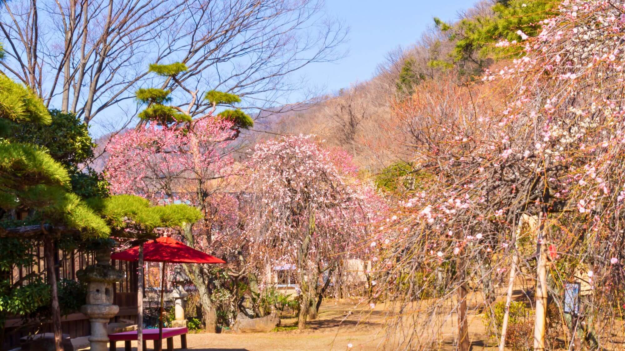 【不老園】開園120年の歴史をもつ、富士山の見える梅園です。2月～3月下旬に見頃を迎えます。