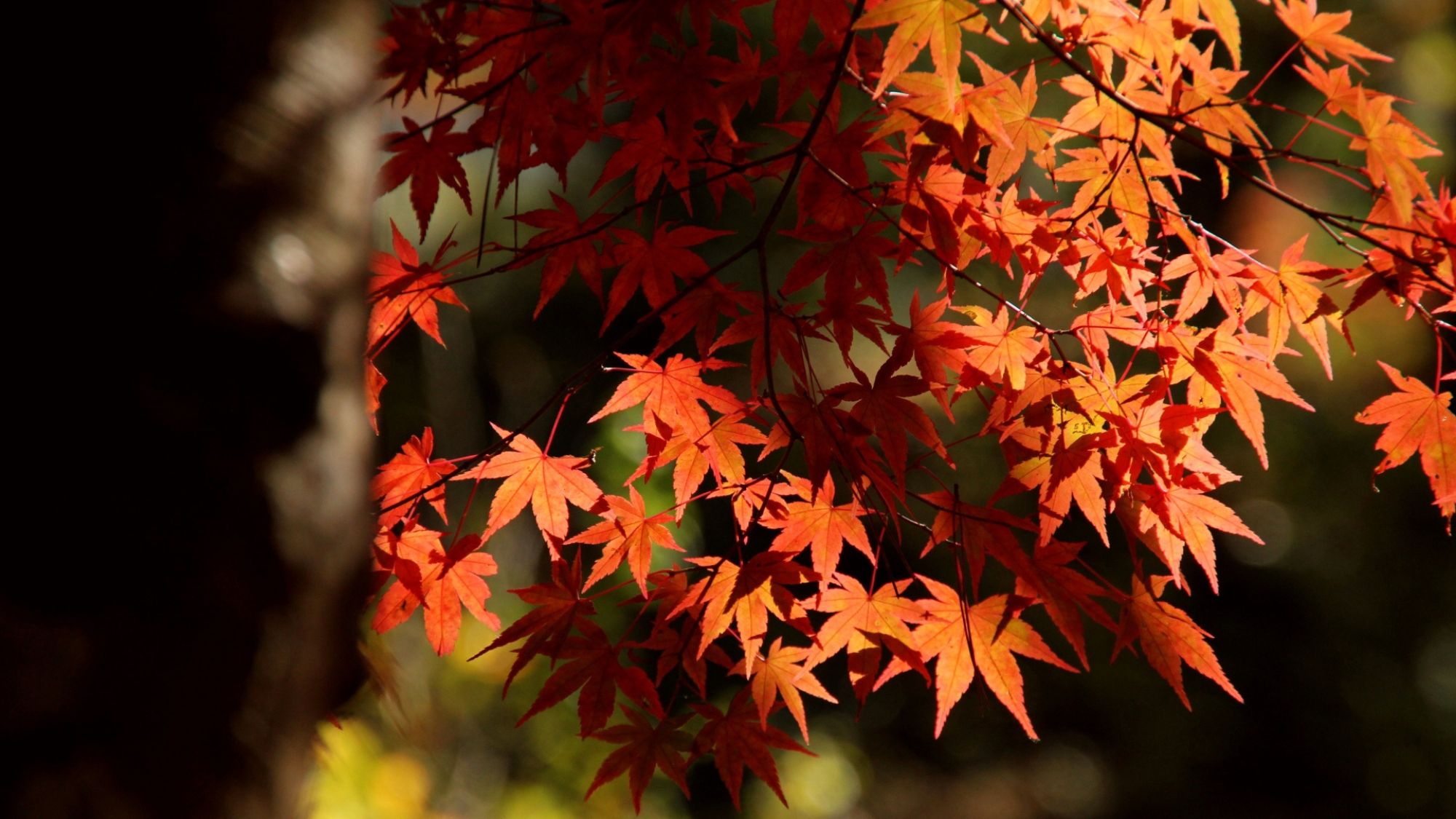 紅葉狩りの人気スポット昇仙峡まで当館よりお車で約25分です。