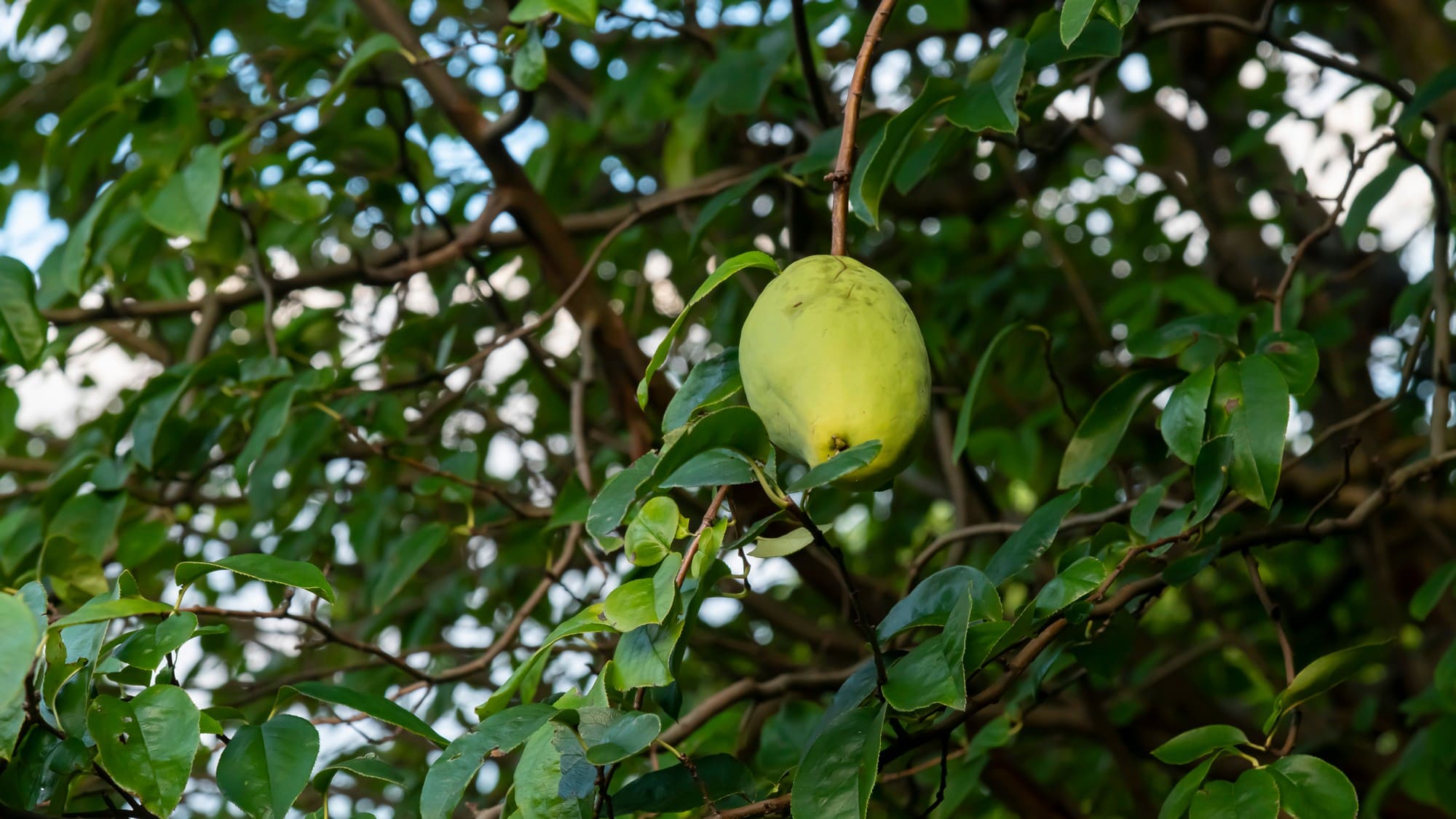 作家の山口瞳氏がこよなく愛し、氏の小説「花梨の庭」にも登場した花梨の木