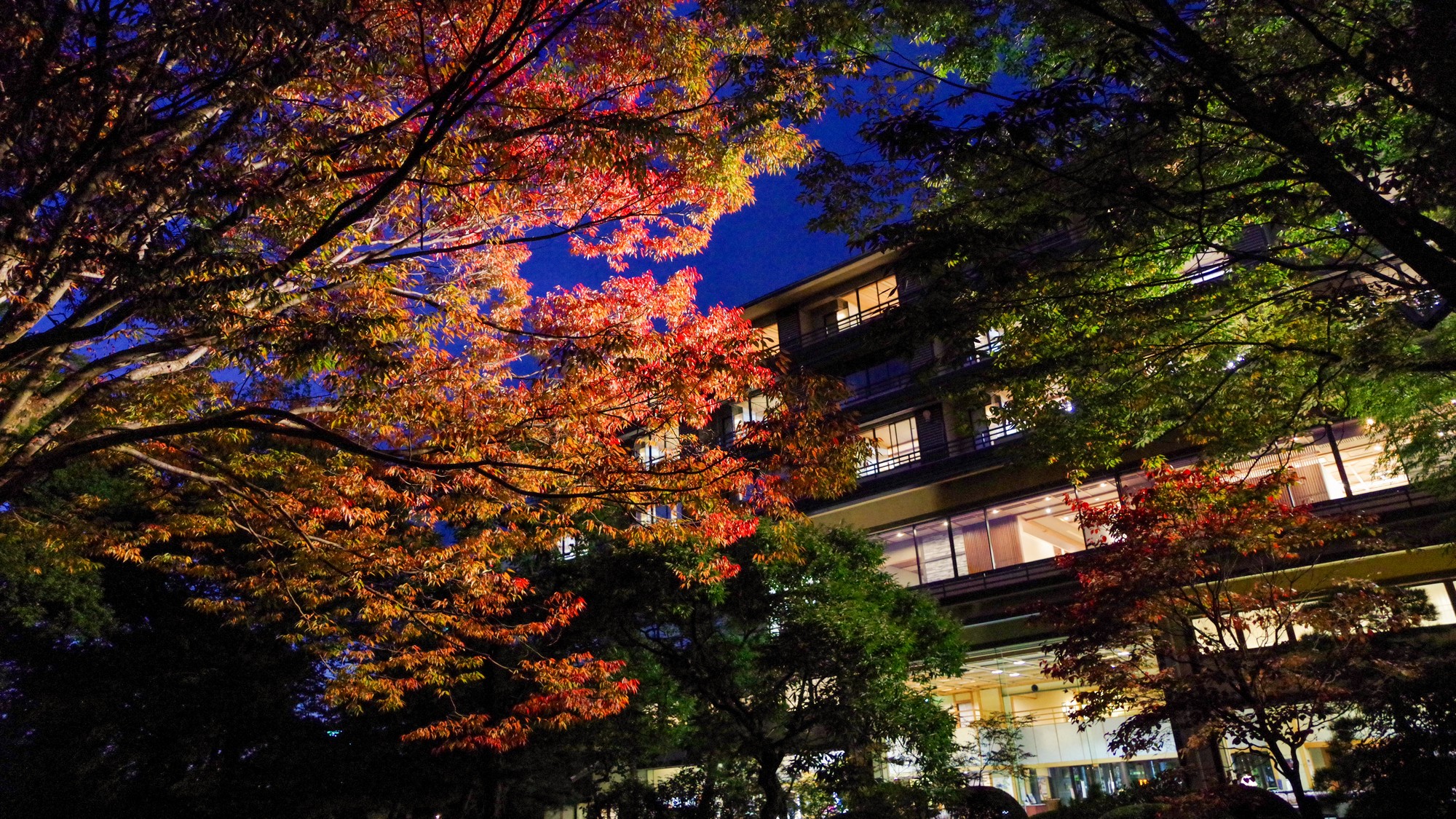 夜の紅葉は、昼とはまた違った幻想的な魅力があります