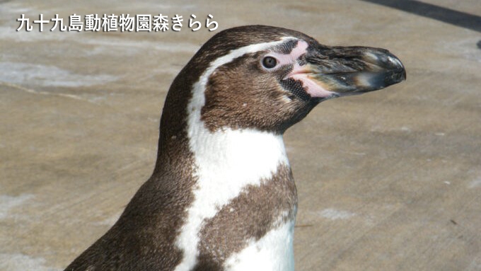 【九十九島パールシーリゾートで遊ぼう！】朝食付きステイ（朝食・海きらら+森きらら+遊覧船セット券付）