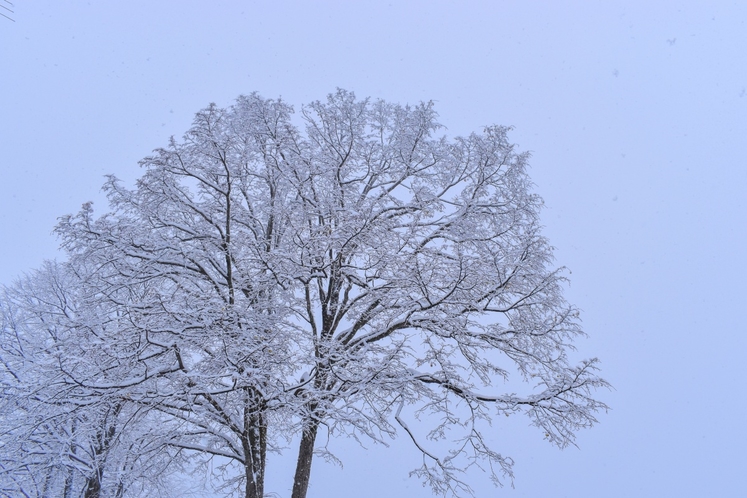 雪景色