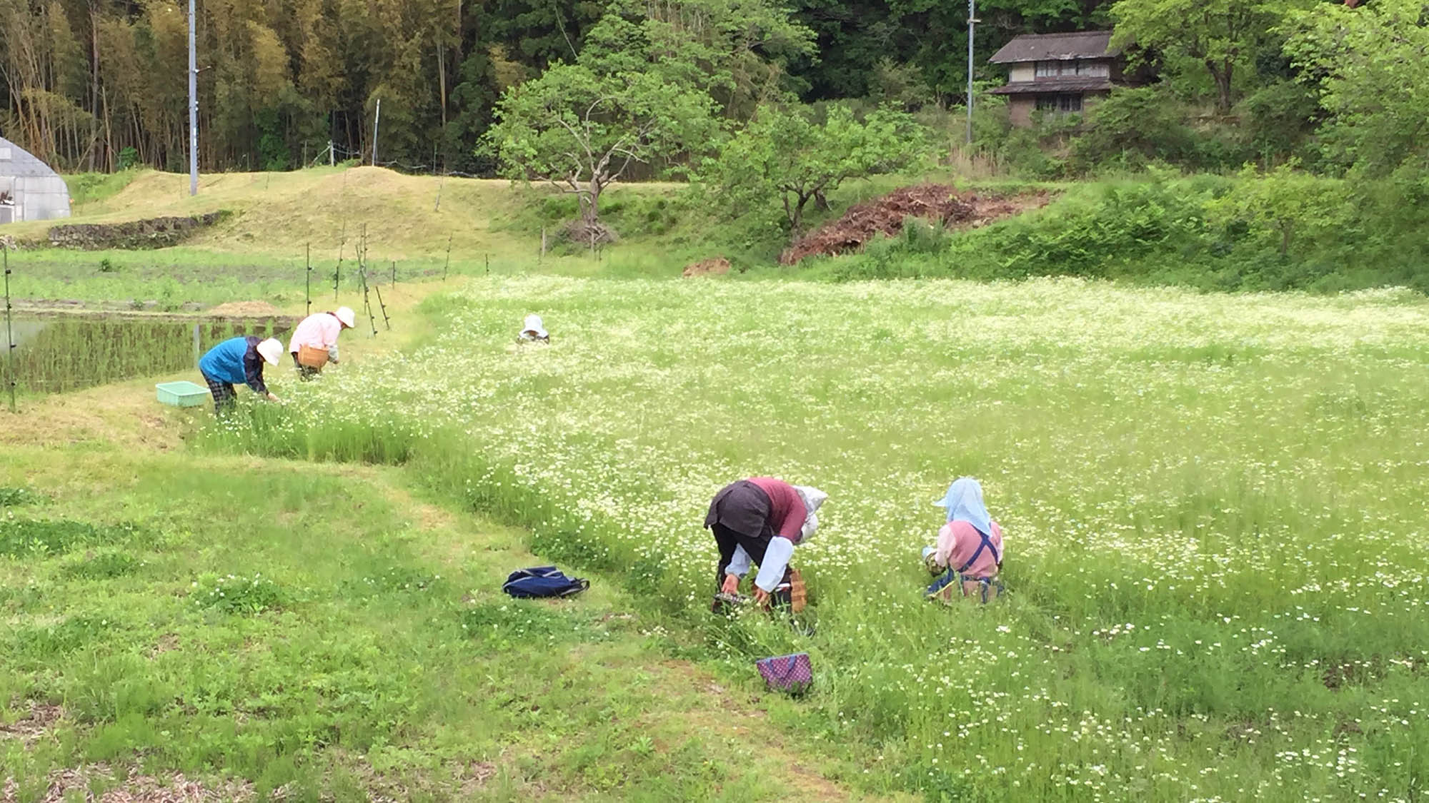 ・5〜6月のカモミール摘み体験。料金はお問い合わせください