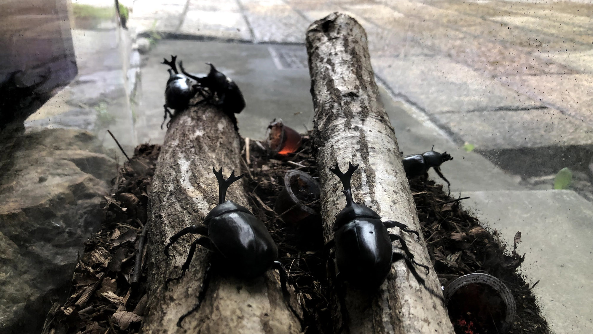 ・自然に囲まれた豊かな環境。夏にはカブトムシに出会えることも