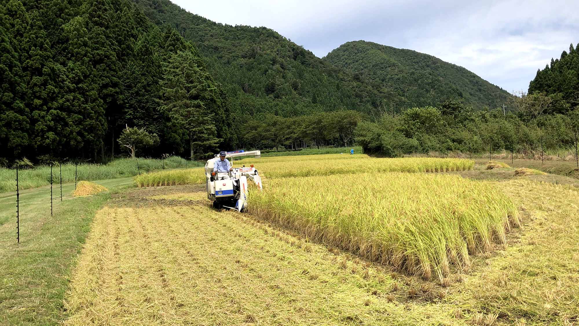 ・稲刈りの時期ならではの、実った稲穂の波が秋風に揺れる田んぼ