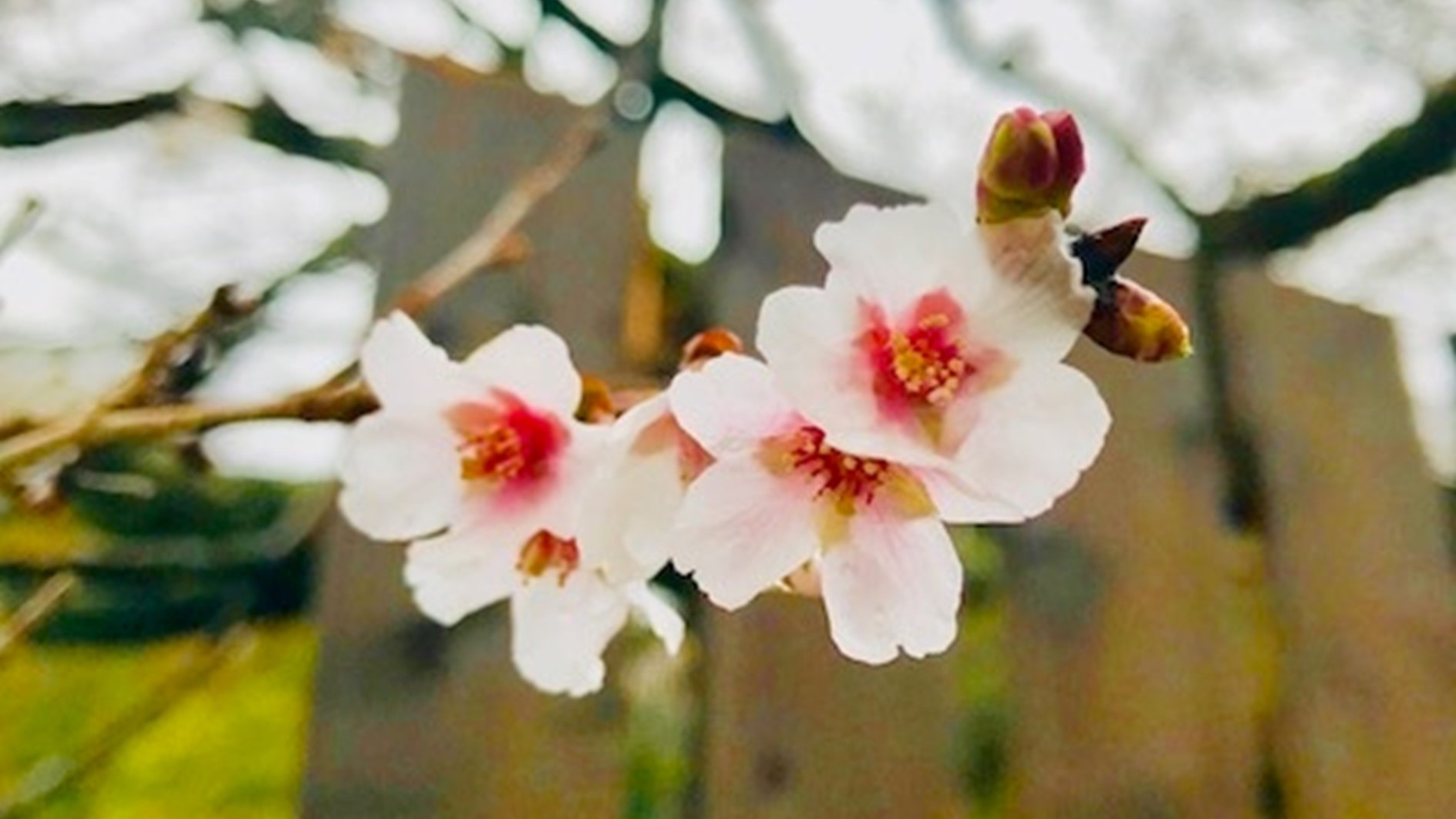 【部屋食】11〜2月限定！金目鯛＆アオリイカを堪能＜海鮮しゃぶしゃぶ鍋＞