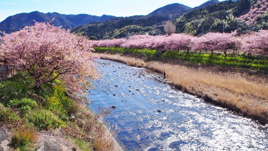 【河津町河津桜名所】当館より車で約40分。河津桜の見頃は2月上旬からです。