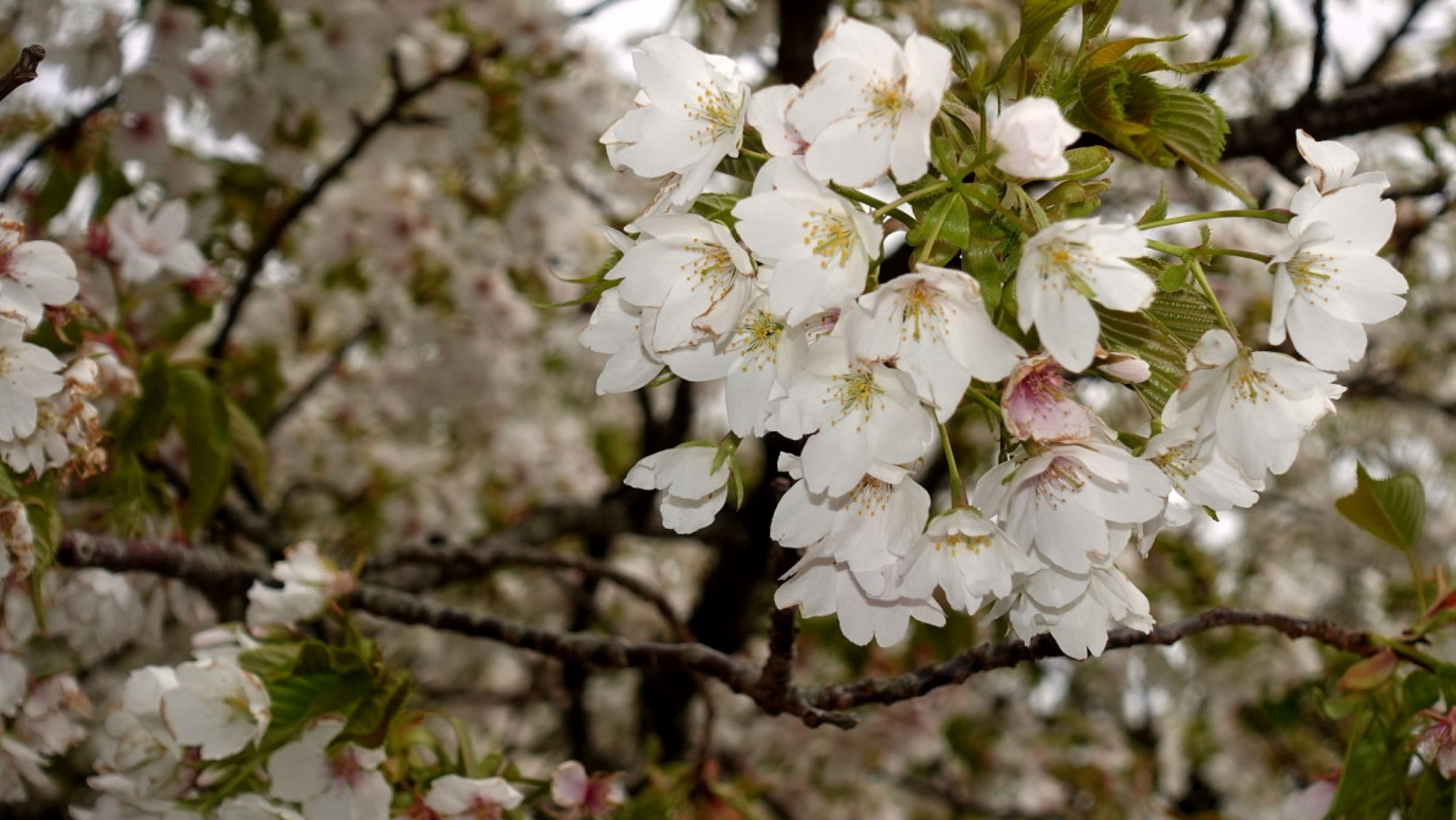 春には満開の桜を見ることができるんです♪四季折々の景色を楽しみに、遊びにいらしてくださいね。
