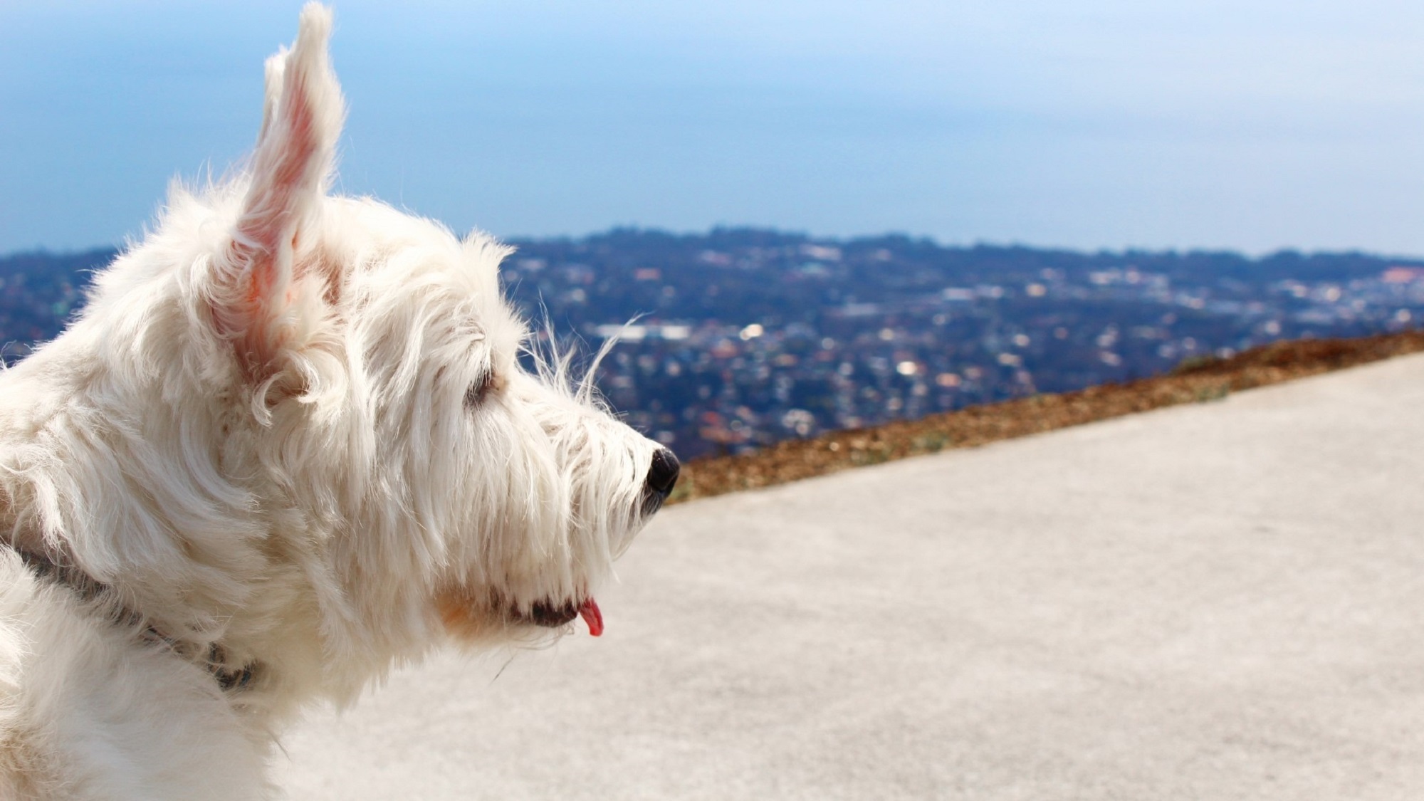 【大室山】愛犬と眺望を楽しめる大室山の絶景　当館より車で約10分！