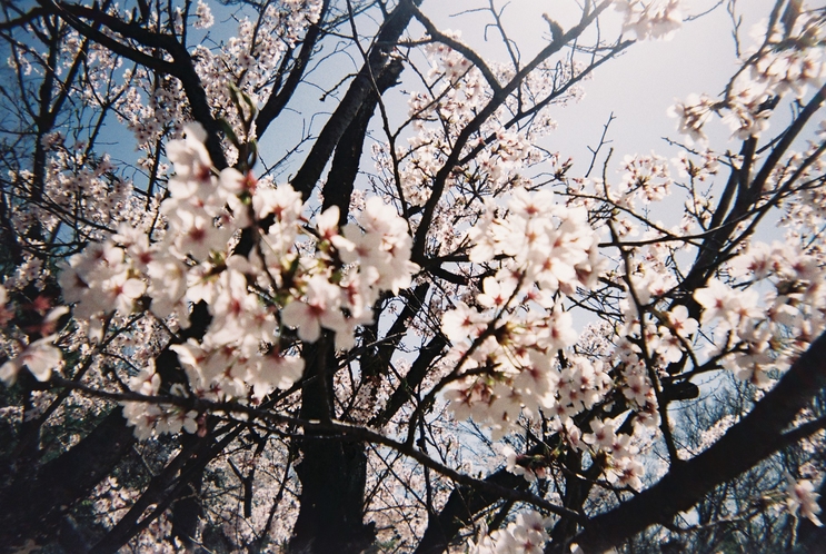 2月上旬～綺麗に咲き誇る伊豆の桜。プラン特典「写ルンです」でたくさん写真を撮ってみてください♪