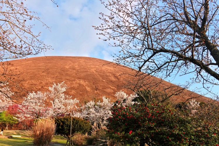 【大室山】大室山麓の四季折々で楽しめます。