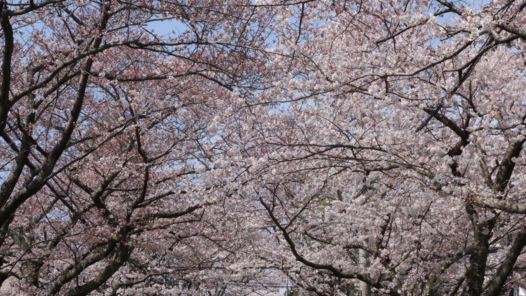 伊豆高原の桜並木。桜のトンネルを通り抜けて、春をいっぱいに感じてください。