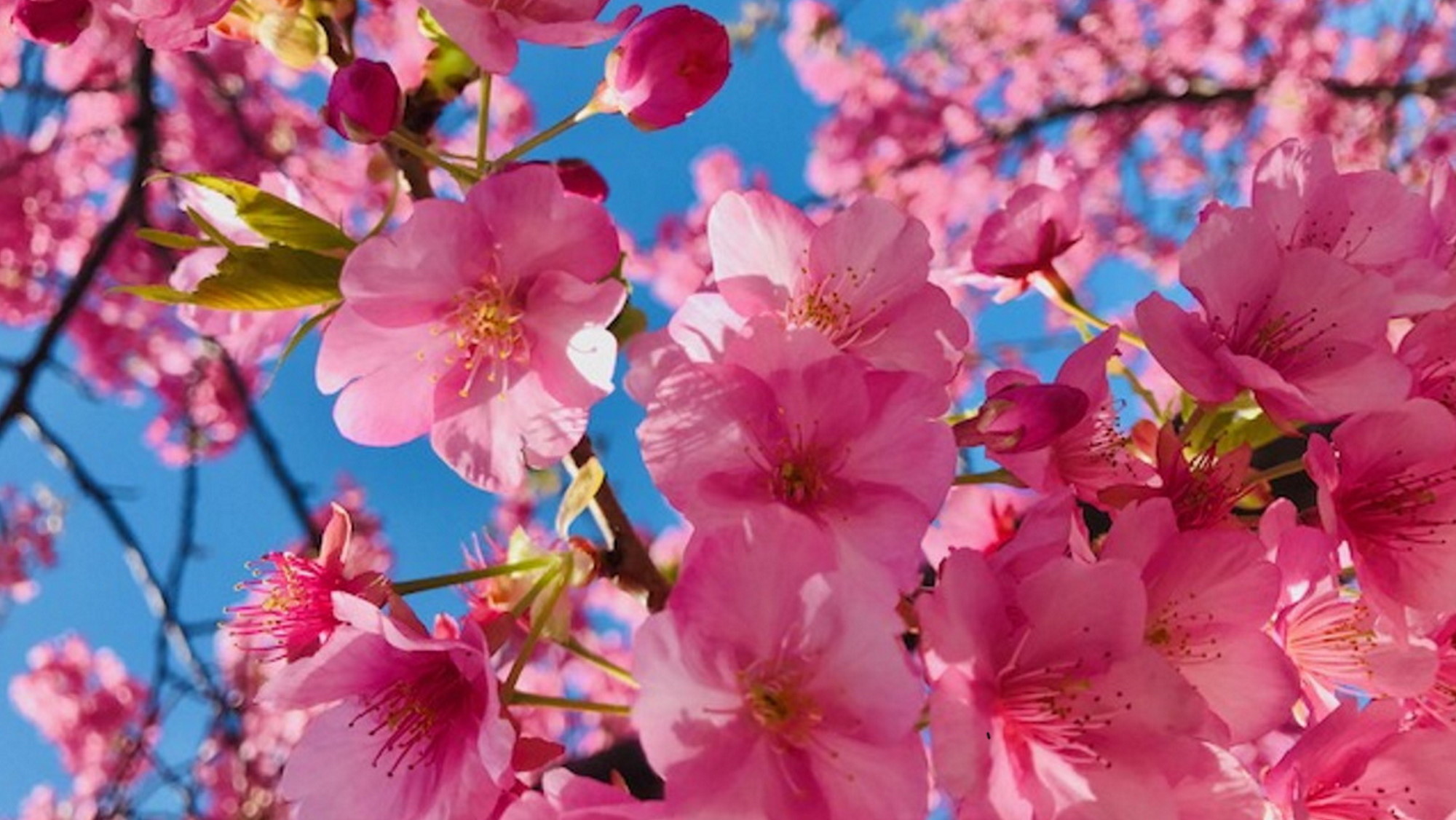 伊豆の春は長く、場所によっては2月から桜が咲き誇ります。