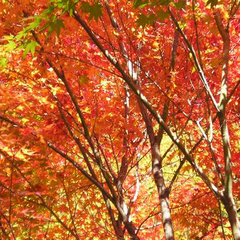 *【紅葉の秋】