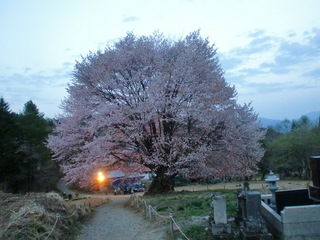 天王桜