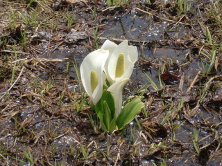 水芭蕉